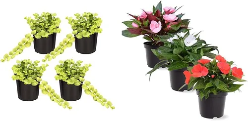Planta de lisimaquia viva (4 por paquete) y New Guinea Impatiens (3 por paquete) - Plantas con flores y arrastre