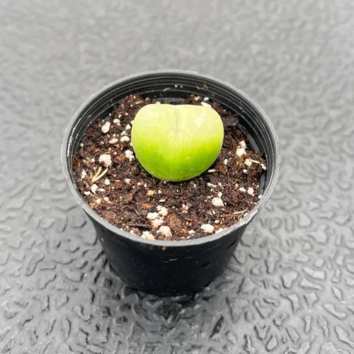 Conophytum Maughanii, plantas suculentas vivas Lithops completamente enraizadas en macetas de 2 pulgadas, plantas de interior de fácil cuidado