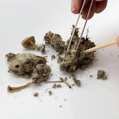 Vista 6 de Pellets de búho jumbo, paquete de 5, con hoja de clasificación de huesos, Inc.