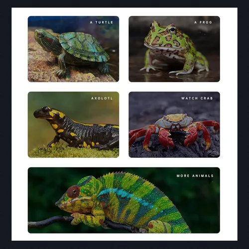 Vista 4 de BigTron Plataforma flotante de tortuga – Decoración de corteza artificial, ideal para acuarios, tanques de peces de terraza, 3 ventosas incluidas