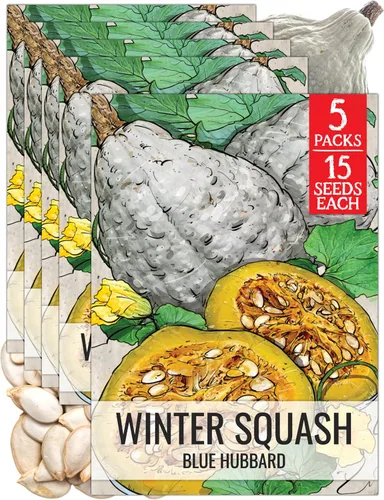 Vista 8 de Seed Needs, Burgess Buttercup - Semillas de calabaza de invierno, 25 semillas tradicionales para plantar Cucurbita Pepo, sin OMG y sin tratar