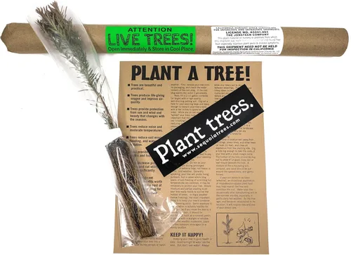 Vista 7 de Coast Redwood Plántula de árboles pequeños The Jonsteen Company