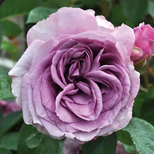 Rosas trepadoras de reliquia, planta de raíz propia viva, Arborose® Quicksilver