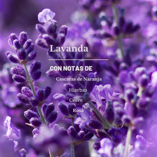 Vista 3 de Mrs. Meyer's Clean Day, limpiador diario multisuperficie, fórmula libre de crueldad, aroma a lavanda, 16 onzas - Paquete de 3