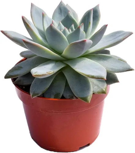 Vista 20 de Planta suculenta Echeveria viva - Suculenta Echeveria de 4 pulgadas con raíces completas (Echeveria Benitsukasa)