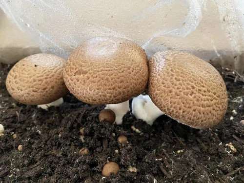 Vista 4 de Root Mushroom Farm - Cultivos líquidos de hongos/Portobello (agaricus bisporus)