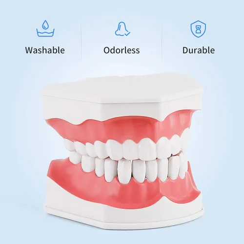 Vista 3 de Annhua Modelo de dientes dentales grandes con cepillo de dientes dental, 2 veces cepillado de dientes, herramientas de enseñanza con dientes