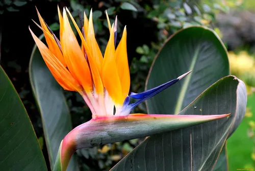 Vista 2 de Semillas Strelitzia Crane (Ave del Paraíso) Flores perennes para plantar