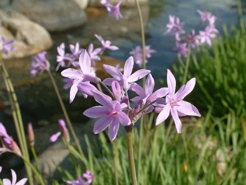 Vista 3 de Society Ajo - 3 plantas vivas - Tulbaghia Violacea - Flores atractivas de mariposas