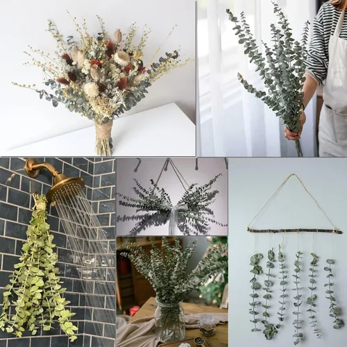 Vista 5 de 16 tallos de plantas de eucalipto seco para ducha, ramas de eucalipto real de 17 pulgadas, hojas de eucalipto 100% naturales, vegetación seca