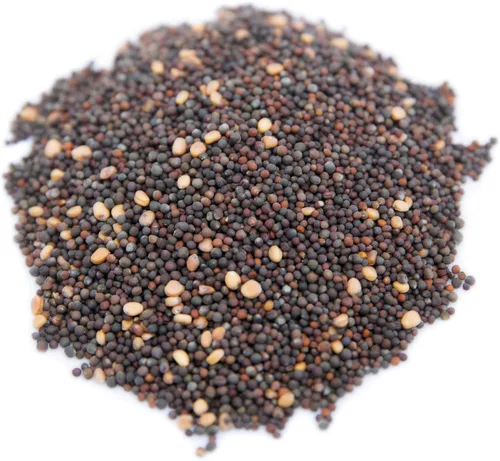 Vista 5 de Superfood Microgreen Seeds Mix para bandejas de cultivo Microgreens 1 libra Semillas de colinabo morado sin OMG, colinabo, rábano, nabo