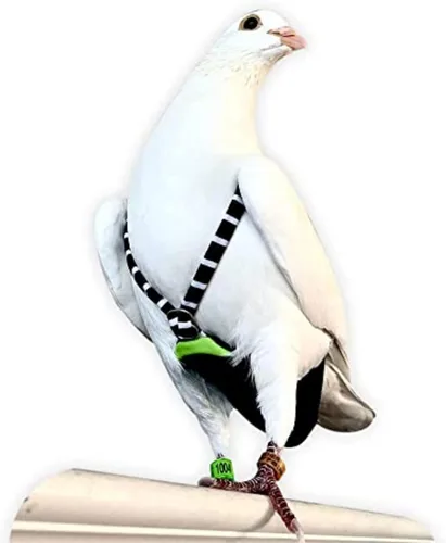 Vista 10 de FLYPER Mini pañal ajustable para pájaros, reutilizable, lavable, ajuste cómodo para loros, cacatúas y otros pájaros pequeños, accesorios de aviar