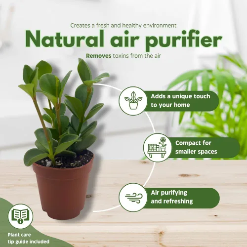 Vista 8 de BubbleBlooms Peperomia Hope in a 2 inch Pot Trailing Jade peperomia rotundifolia Tiny Mini Pixie Plant