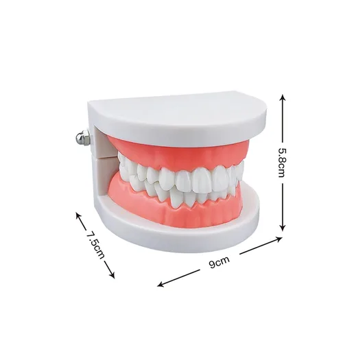 Vista 3 de Modelos de dientes estándar, YOUYA DENTAL Kids Dental Teaching Brushing Model 28 Dientes Suministros de estudio para adultos y niños