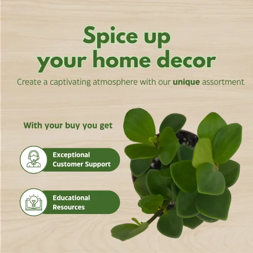 Vista 6 de BubbleBlooms Peperomia Hope in a 2 inch Pot Trailing Jade peperomia rotundifolia Tiny Mini Pixie Plant