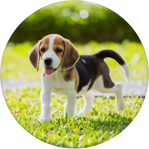 Vista 3 de Beagle Harrier - PopSockets intercambiables para cachorros, amantes de los perros