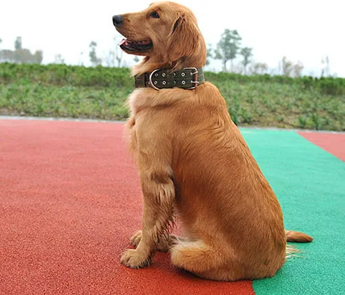 Vista 3 de Love Dream Collar militar ajustable para perro, collares tácticos de nailon con anillo en D de metal y hebilla para perros grandes y extragrandes