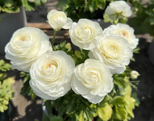 Vista 10 de 15pcs Peonía Ranúnculo Bulbos Mezcla Cormos Flor Bulbo Jardín Florece Plantación (mixto)