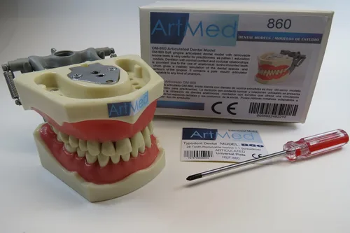 Vista 2 de Modelo de enseñanza de anatomía de Typodont dental con dientes de marfil extraíbles, placa universal ARTMED Modelo 860