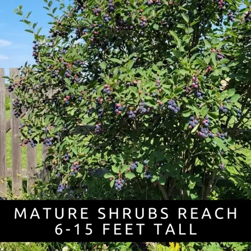 Vista 6 de 50 semillas de saskatoon serviceberry para plantar – Amelanchier alnifolia Arbusto de bayas comestibles resistentes – Semillas de frutas nativas