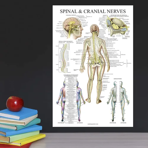 Vista 4 de Palace Learning Paquete de 2 pósteres de anatomía de nervios espinales y sistema nervioso, juego de 2 gráficos anatómicos, columna