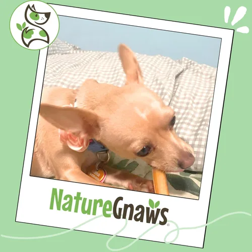 Vista 6 de Nature Gnaws Bully Stick Bites para perros pequeños de 2 a 4 pulgadas (8 onzas), de larga duración para masticadores ligeros y cachorros, golosinas