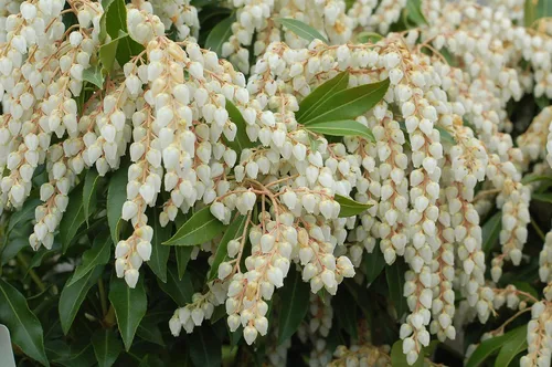 Vista 3 de Planta viva de Green Promise Farms - Pieris jap. Brouwers Beauty, contenedor de tamaño #3 galones, Evergreen, flores blancas