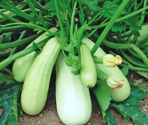 Vista 5 de Semillas Squash calabacines aspirant blanco vegetal Heirloom orgánico ruso Ucrania