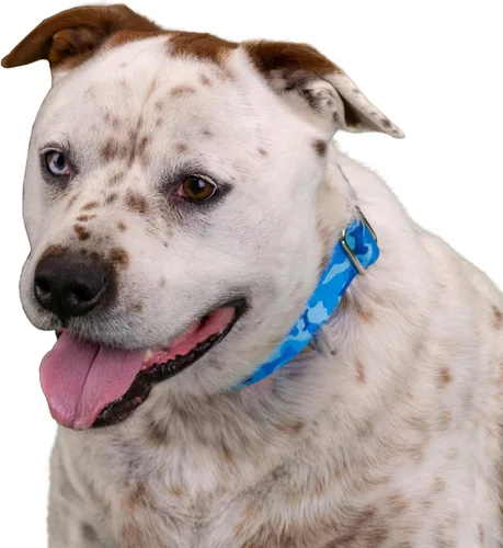 Vista 3 de Country Brook Petz - Collar para perro Martingala de camuflaje azul con 10 diseños resistentes (1 1/2 pulgadas, mediano)