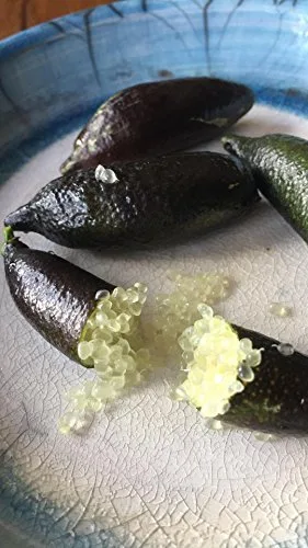 Melissa's Finger Limes (2 paquetes, 1.5oz)