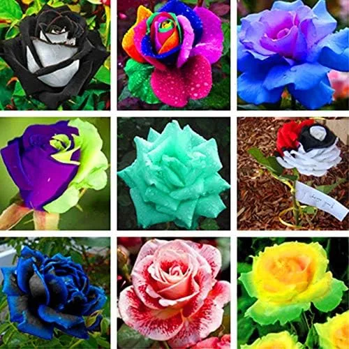 Vista 7 de Generic Semillas frescas de flores de rosas para plantar rosa bebé 100 piezas