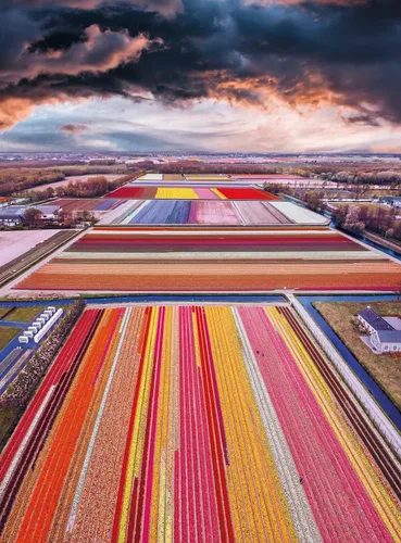Vista 2 de Buffalo Games - Blanc - Kristina Makeeva - Infinity Fields of the Netherlands - Rompecabezas de 1000 piezas para adultos - Rompecabezas desafiante