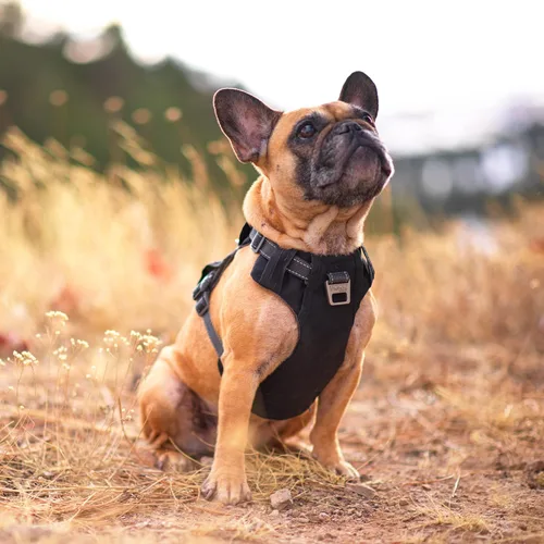 Vista 7 de Outward Hound Boulder Adventure - Arnés ajustable para perro con bolsillos, color negro, talla L