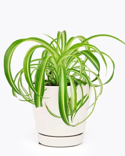 Vista 6 de Epiphyllum Anguliger Fishbone Cactus (maceta minimalista de 4 pulgadas con platillo), planta de interior apta para mascotas y viva saludable, planta