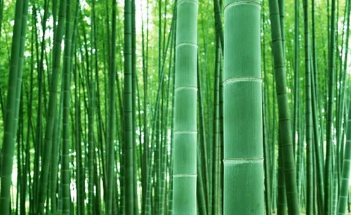 Vista 2 de Más de 100 semillas de bambú de madera gigante, bambú de rápido crecimiento, seto de privacidad ideal, cortavientos, paisajismo, macetas