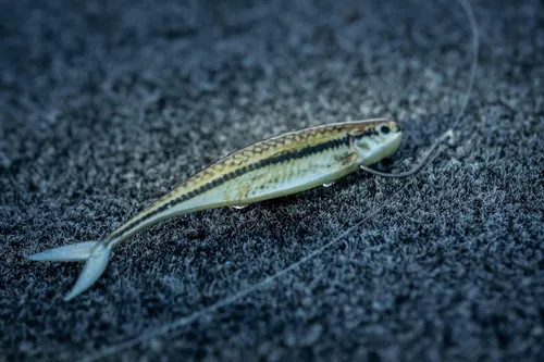 Vista 4 de PowerBait The Champ Minnow - PBTCM3.4-BS, Black Shad